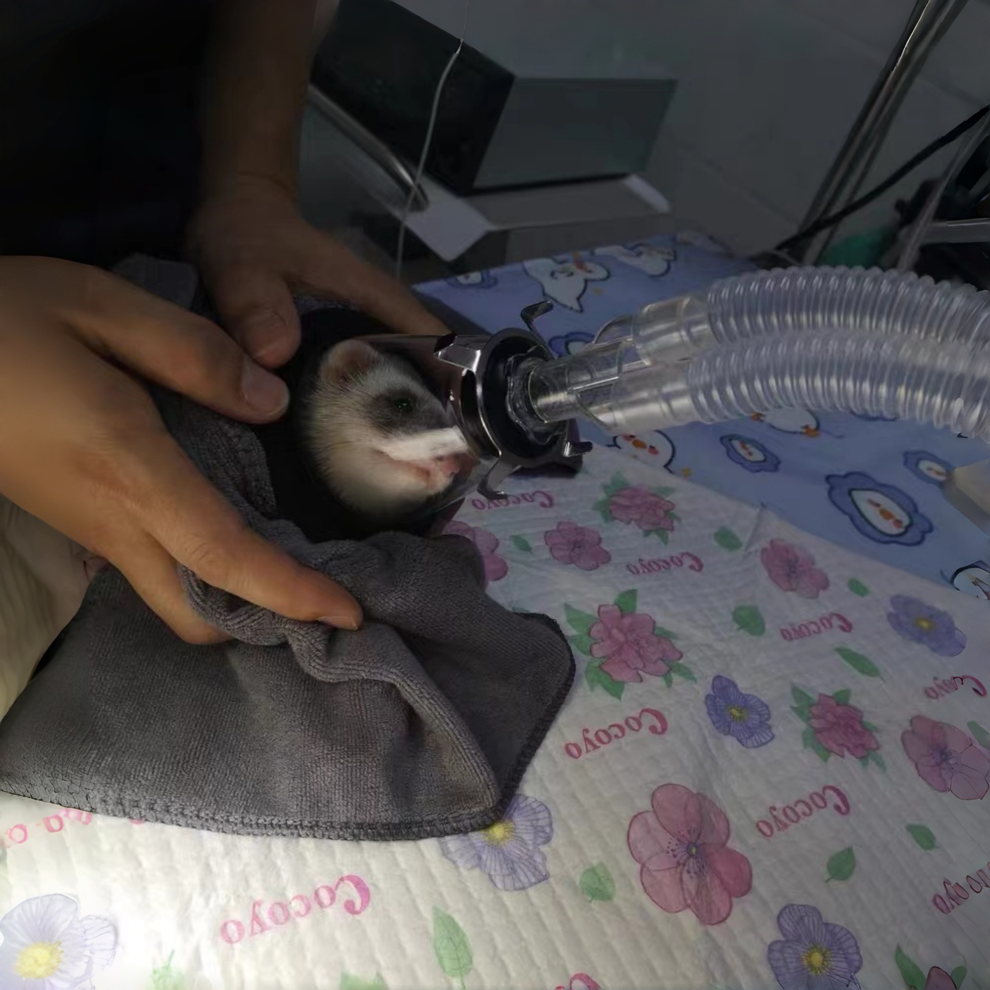 Enlarged animal surgical mask, - Vet Tech Accessories recension och pris